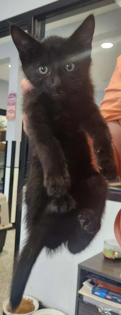 A baby small-sized male Domestic Short Hair cat named Firecracker for adoption in Republic, MO