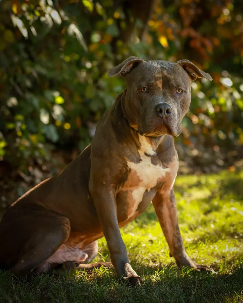 An adult large-sized male Gray / Blue / Silver American Bully dog named Grave Digger for adoption in Bridgeport, CT