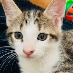 A baby small-sized male Brown / Chocolate Domestic Short Hair cat named Greg for adoption in Marietta, GA