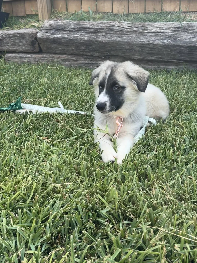 A baby medium-sized female Siberian Husky dog named Mabel for adoption in Carrollton, TX