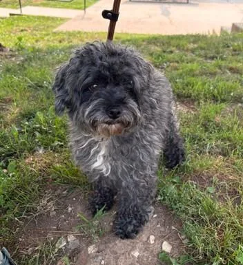 Oreo thumbnail 3