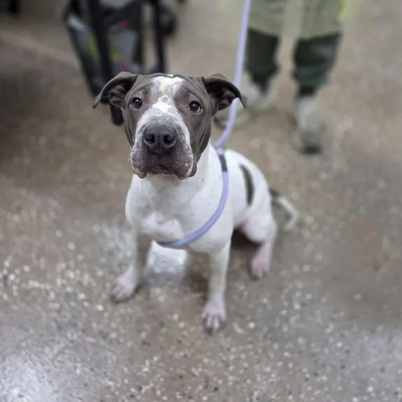 A young medium-sized female White / Cream Shar-Pei dog named Flash for adoption in Incline Village, NV