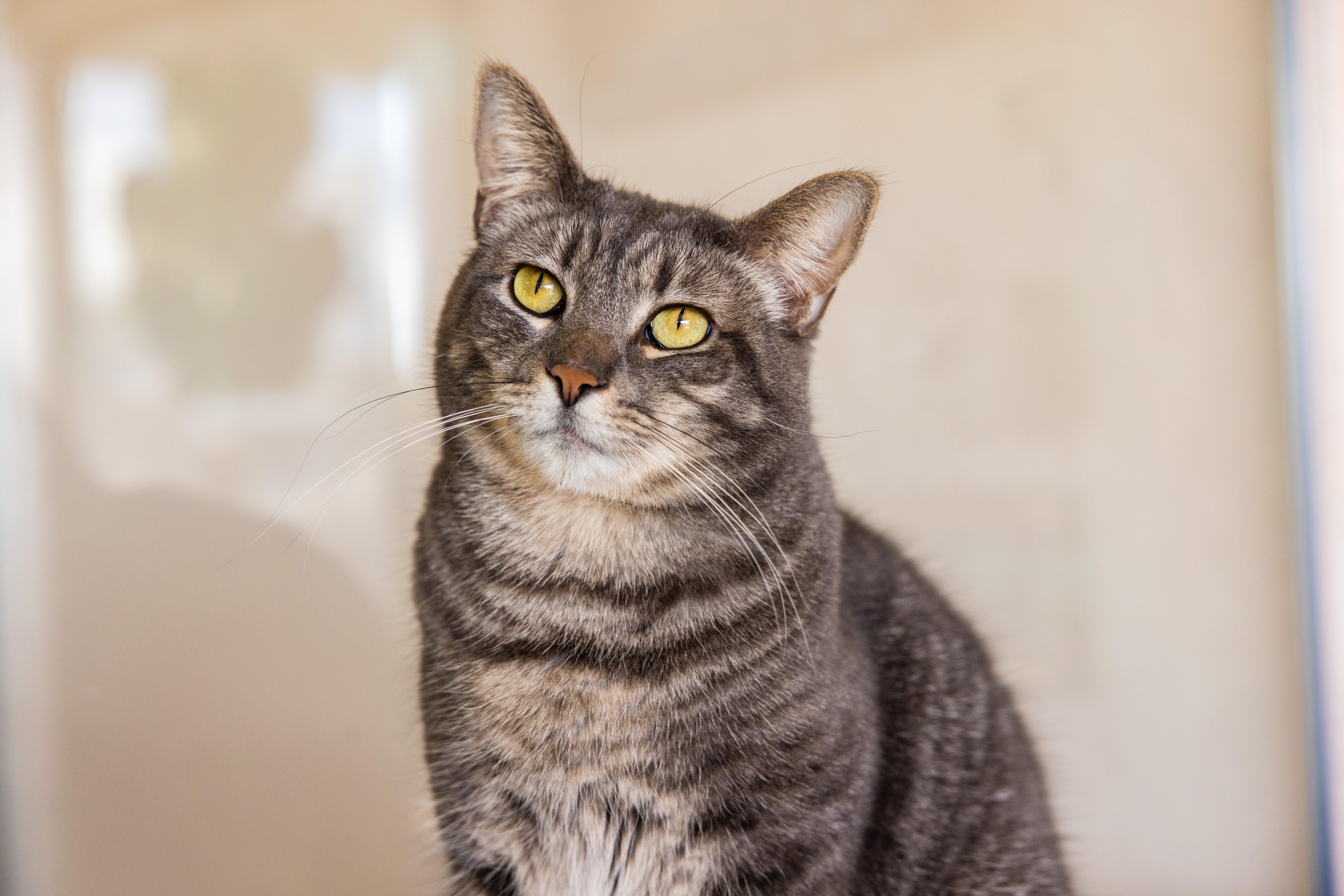 An adult large-sized female Tabby (Gray / Blue / Silver) Domestic Short Hair cat named Ali for adoption in Helendale, CA