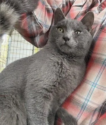 A young medium-sized male Gray / Blue / Silver Domestic Short Hair cat named Grayson for adoption in Dunnigan, CA