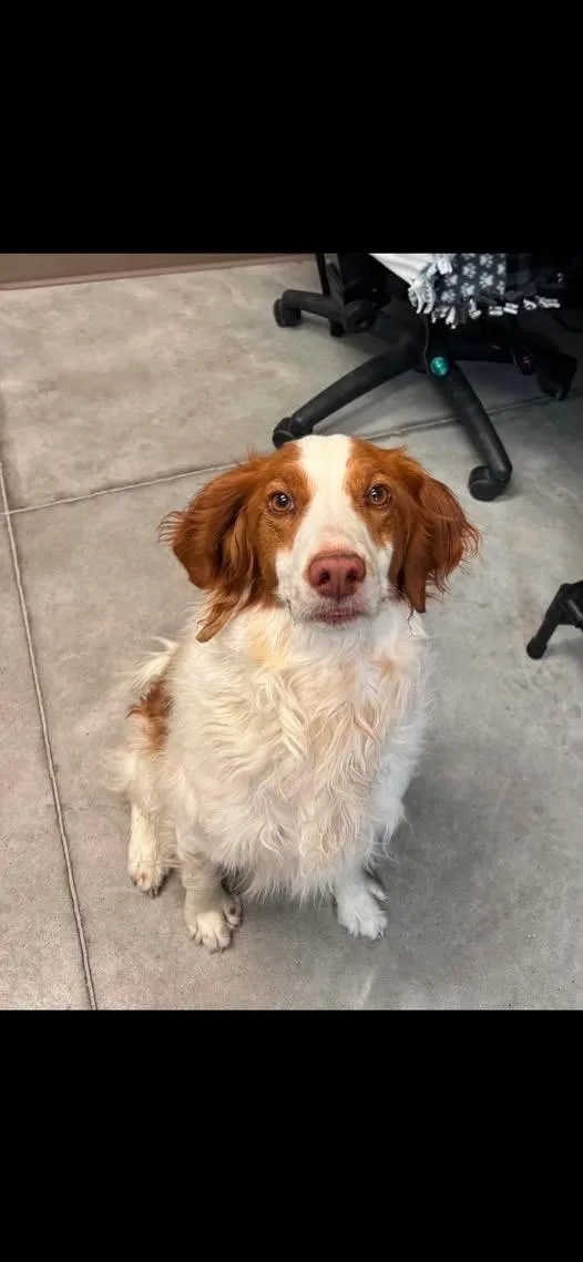 An adult medium-sized female Brittany Spaniel dog named UTGinger for adoption in Baldwinsville, NY
