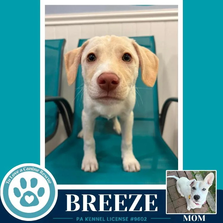 Breeze