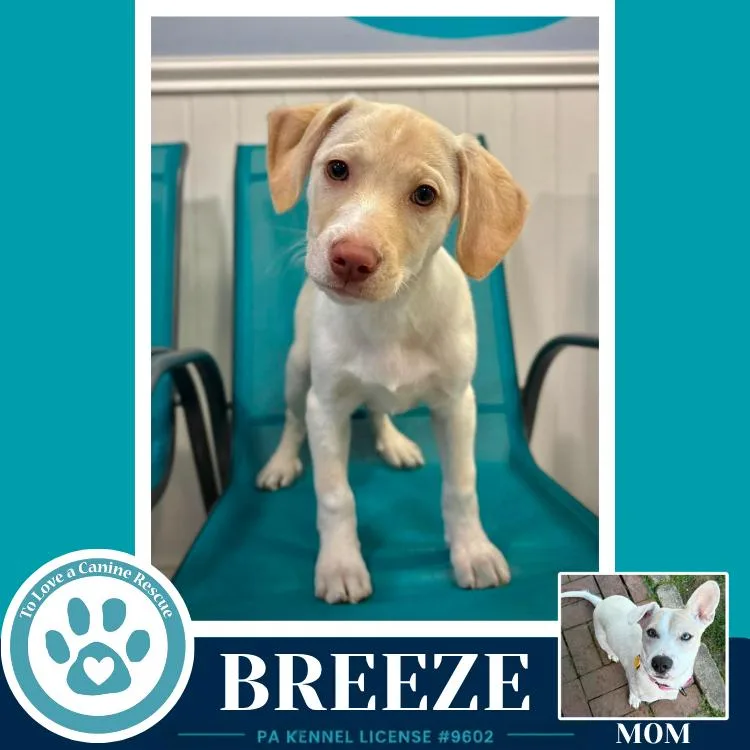 Breeze thumbnail 2