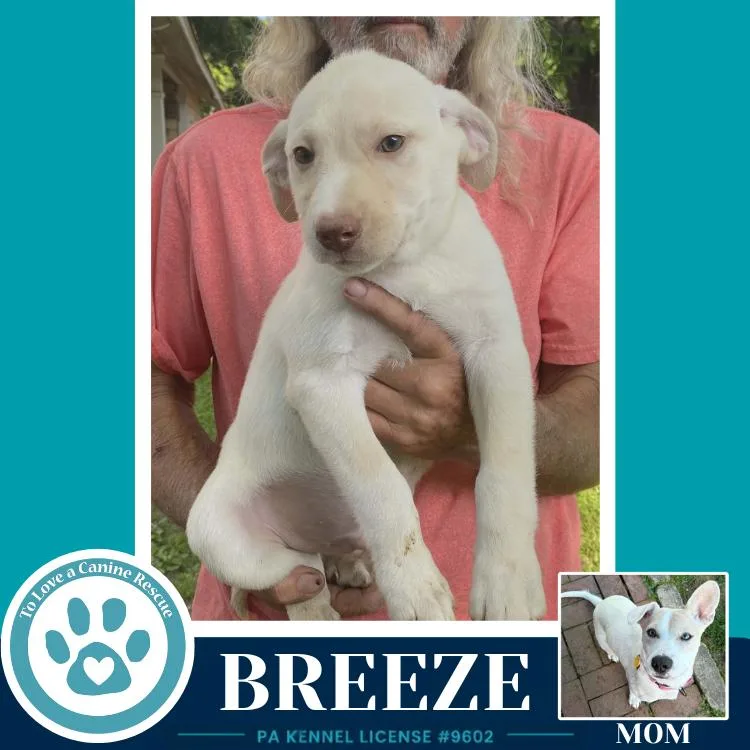 Breeze thumbnail 3