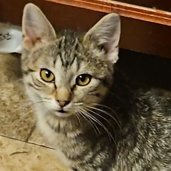 Linguine thumbnail 2