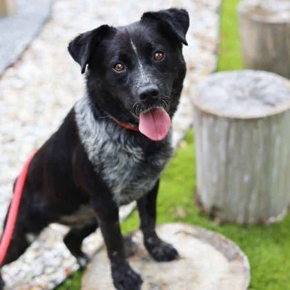 An adult medium-sized female White / Cream Australian Cattle Dog / Blue Heeler dog named Oreo for adoption in Atlanta, GA