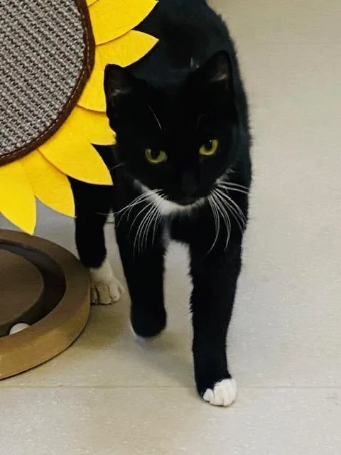 A young medium-sized female Domestic Short Hair cat named Kona Coffee for adoption in Beacon, NY
