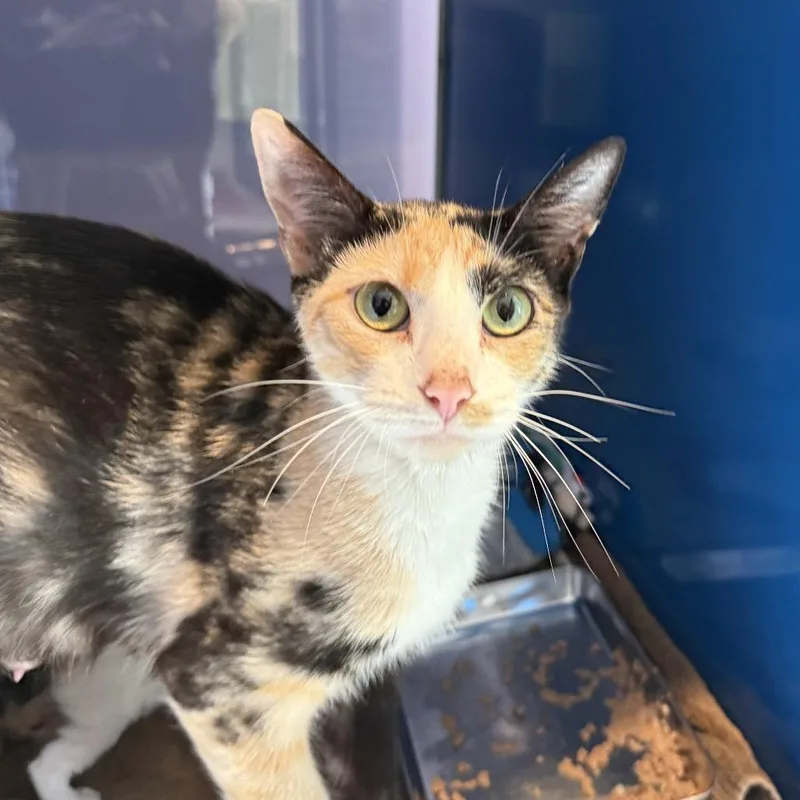 A young medium-sized female Calico Domestic Short Hair cat named Hockey for adoption in Los Angeles, CA
