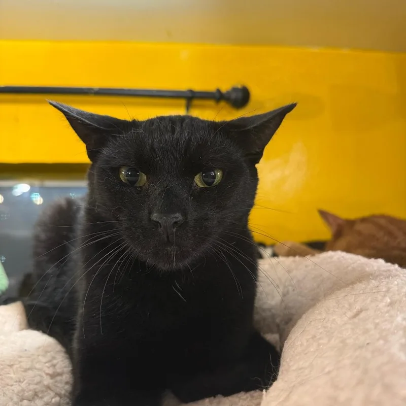 An adult small-sized female Black Domestic Short Hair cat named Emery for adoption in Howard beach, NY
