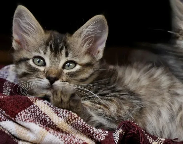 A baby small-sized female Domestic Long Hair cat named Honeymaren for adoption in San Luis Obispo, CA