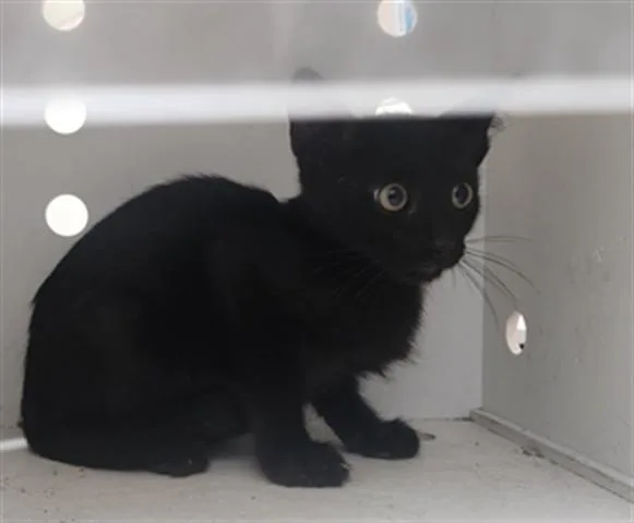 A baby small-sized male Domestic Short Hair cat named Pat for adoption in Santa Fe, NM