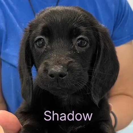 A baby medium-sized female Black Basset Hound dog named Shadow for adoption in Albany, NY