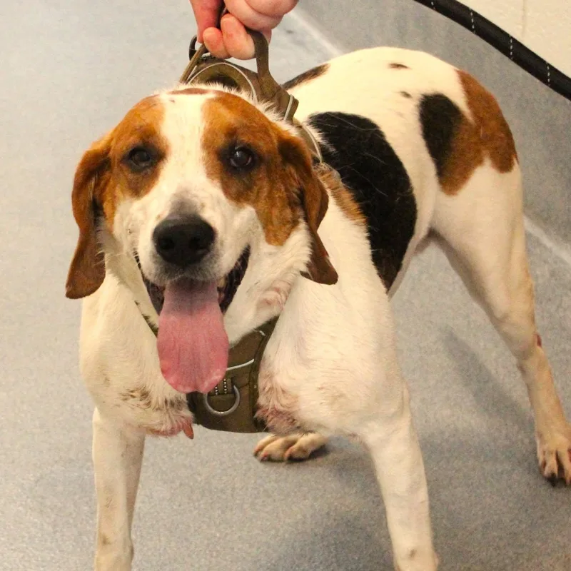 An adult medium-sized male Tricolor (Brown, Black, & White) Hound dog named Odin for adoption in Fredericksburg, VA