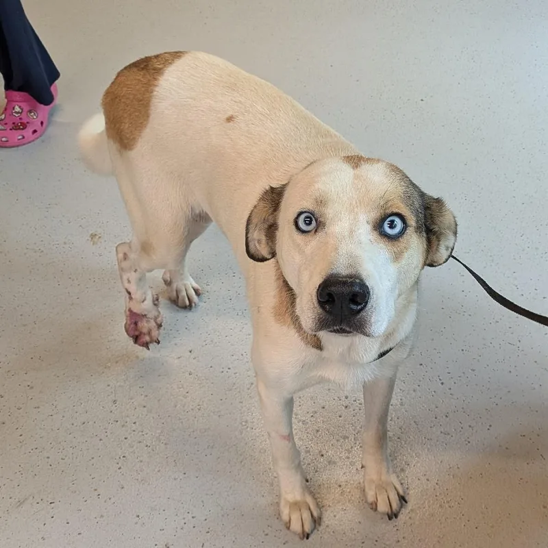 An adult medium-sized female White / Cream Mixed Breed dog named Ginger for adoption in Huntington, WV