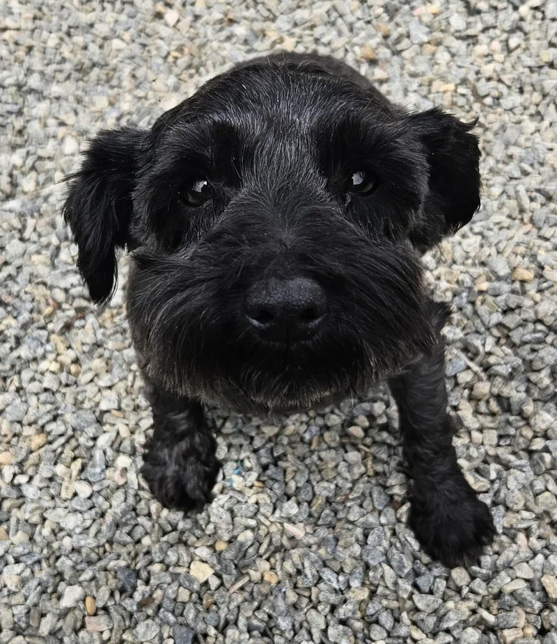 Josie