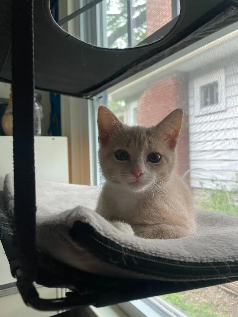 A baby medium-sized female Domestic Short Hair cat named Crybaby for adoption in Bloomington, IN