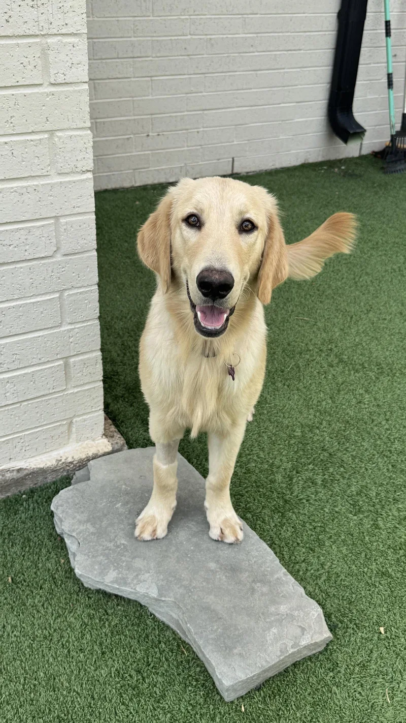A young medium-sized male Golden Retriever dog named Riff for adoption in Fort Worth, TX