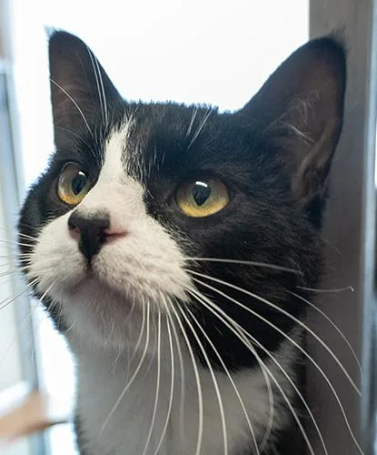 An adult medium-sized male Black & White / Tuxedo Domestic Short Hair cat named Mochi for adoption in Encinitas, CA