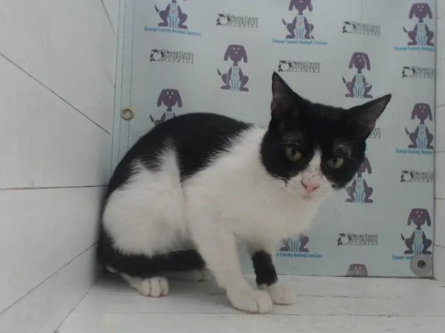 A young small-sized male Domestic Short Hair cat named Batman for adoption in Orlando, FL