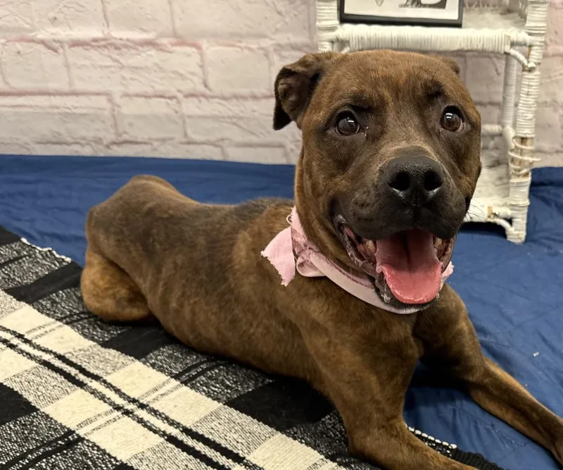 An adult medium-sized female Plott Hound dog named Peaches for adoption in Detroit, MI