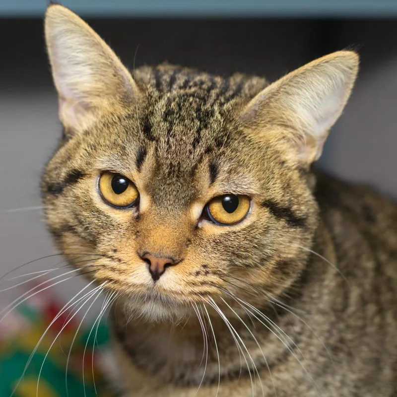 An adult medium-sized male Brown / Chocolate Domestic Short Hair cat named Puma for adoption in Evansville, IN