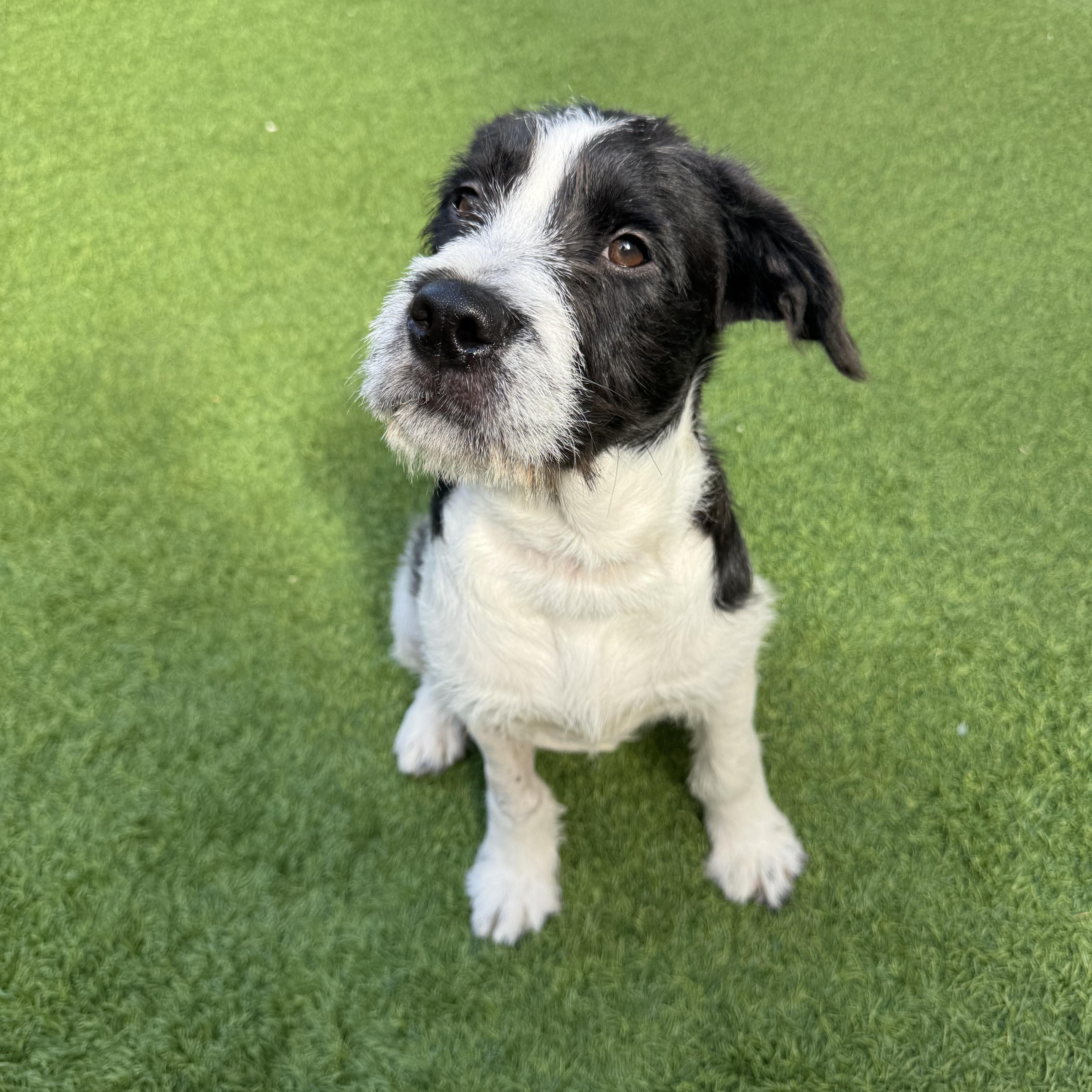 A baby medium-sized female Terrier dog named Sandy for adoption in Henderson, NV