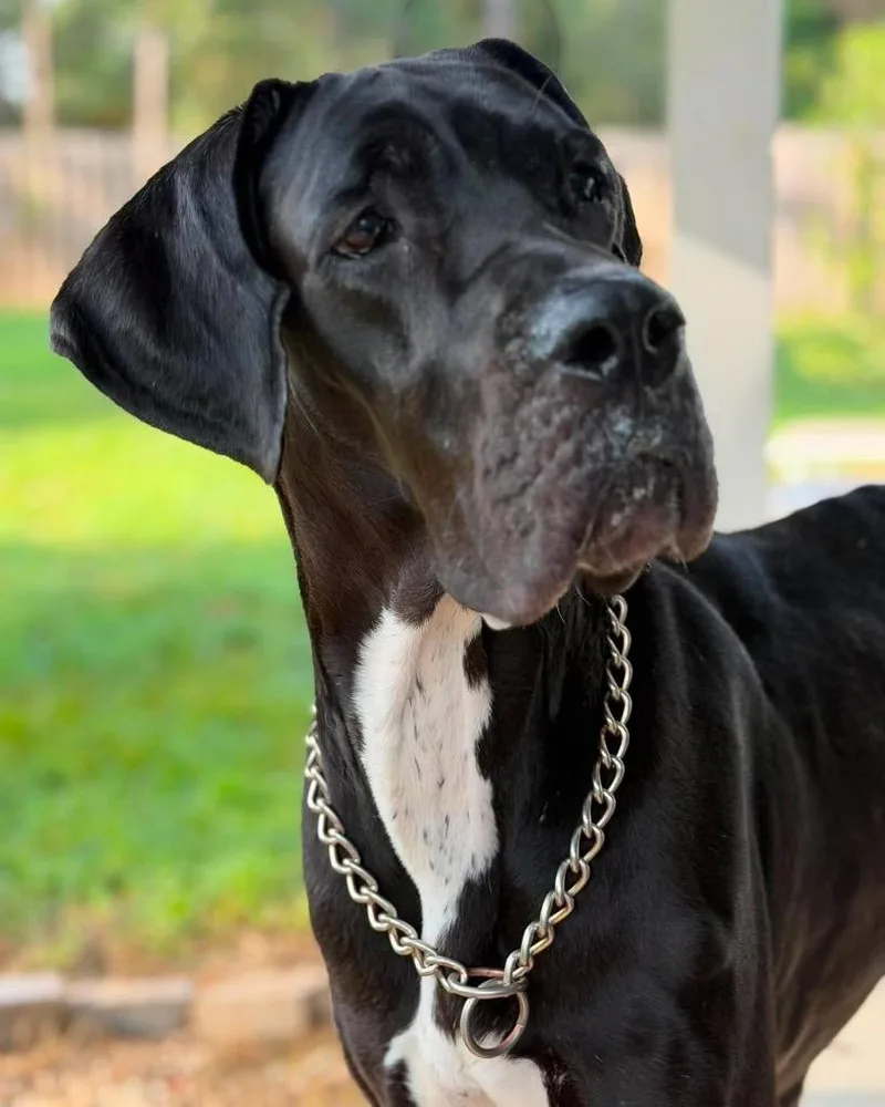 An adult extra large-sized female Black Great Dane dog named Mandy for adoption in Bullard, TX