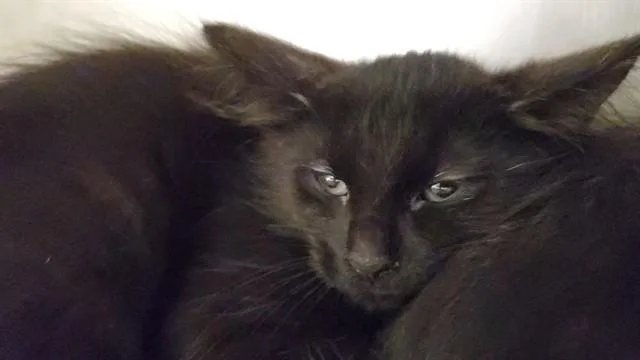A baby medium-sized male Domestic Medium Hair cat named Tamarind for adoption in Aurora, IL