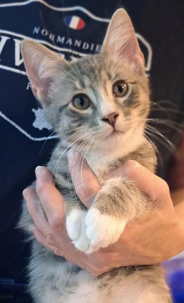 A baby small-sized male Domestic Short Hair cat named Merlin for adoption in Ballwin, MO