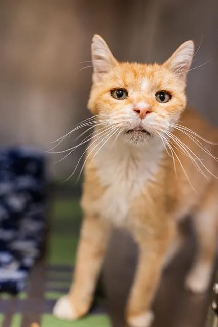 An adult large-sized male Domestic Medium Hair cat named Handsome Granola Man for adoption in West Valley City, UT