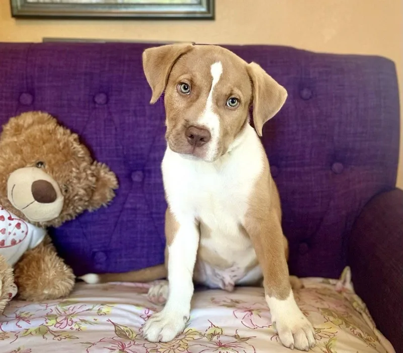 A baby large-sized male Terrier dog named Bam Bam Lonestar for adoption in Rockaway, NJ