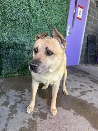 A baby large-sized male Mixed Breed dog named 61685596 for adoption in El Paso, TX