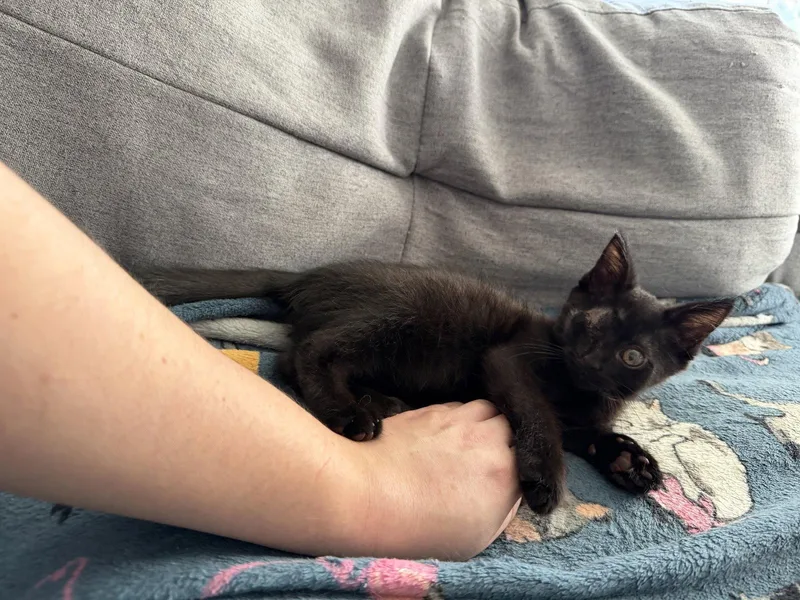 A baby medium-sized male Black Domestic Short Hair cat named Phil for adoption in Columbus, OH