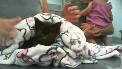 A baby small-sized female Domestic Short Hair cat named Minnie for adoption in Charlotte, NC