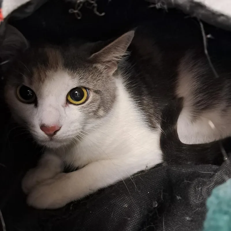 An adult medium-sized female Domestic Short Hair cat named Lola for adoption in East Smithfield , PA