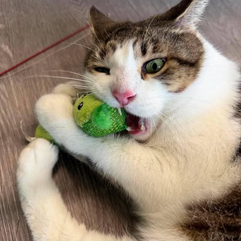 A senior large-sized male Domestic Short Hair cat named Peter & Paul for adoption in Rochester, NY