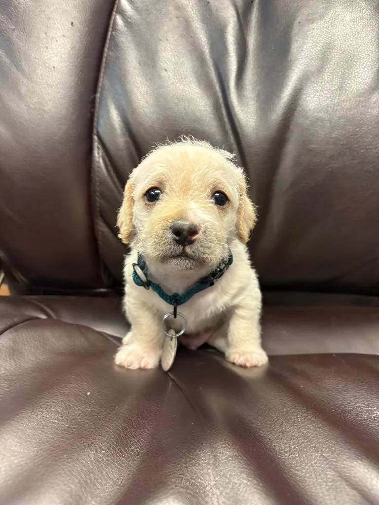 A baby small-sized male Terrier dog named Alfie for adoption in Reno, NV