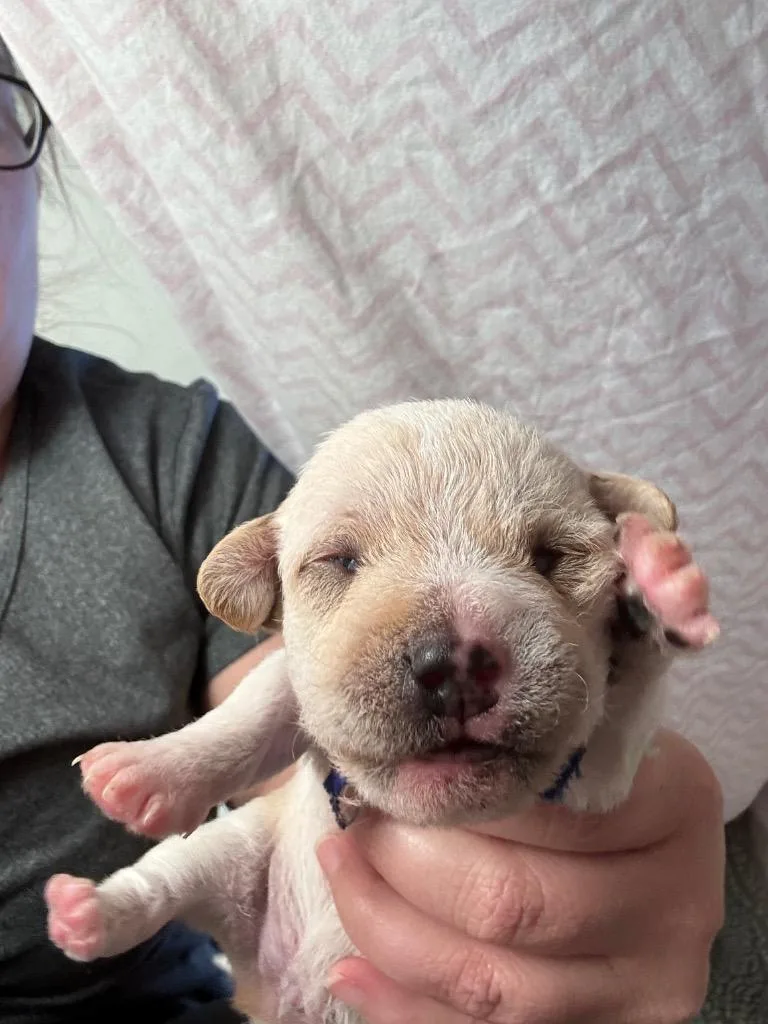 Alfie thumbnail 2