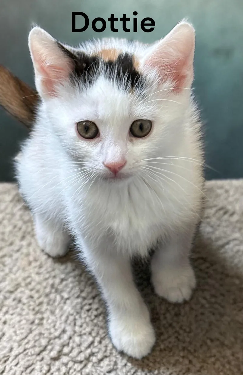 Dottie