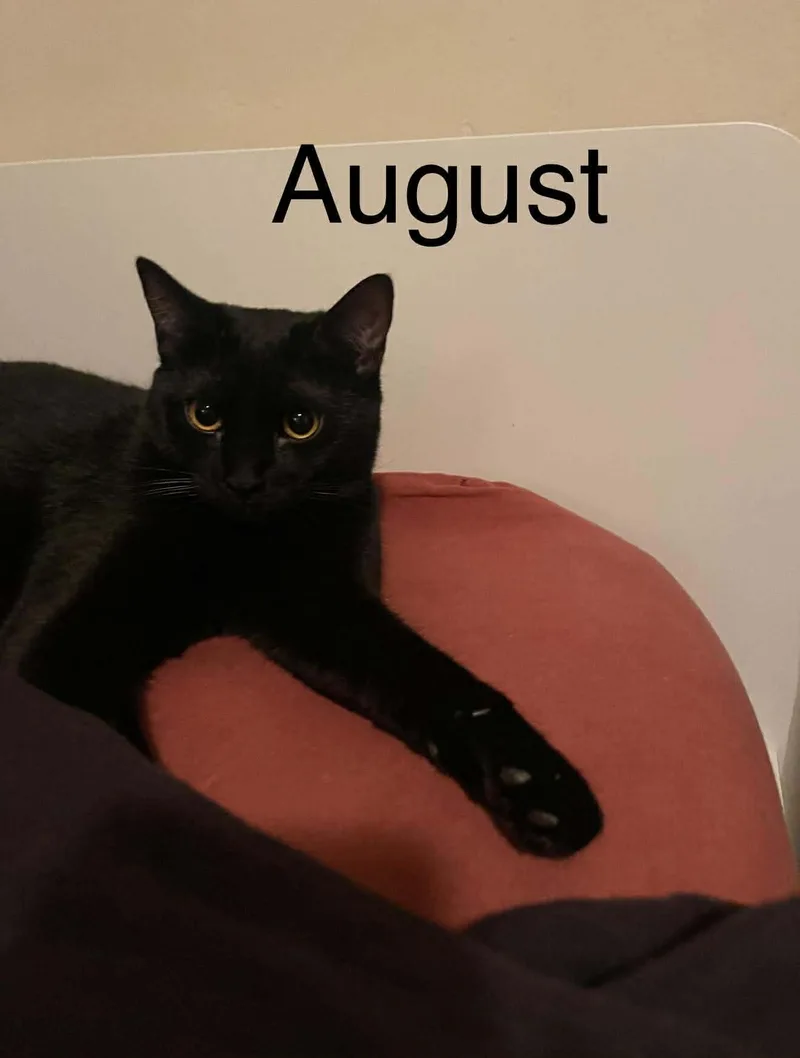 August & Phoenix thumbnail 4