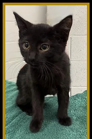 A baby small-sized female Domestic Short Hair cat named Jem for adoption in Peoria, IL