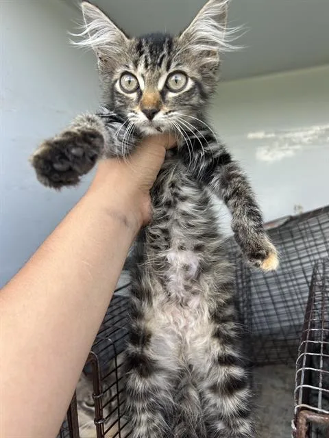 A baby medium-sized female Domestic Long Hair cat named A for adoption in Houston, TX