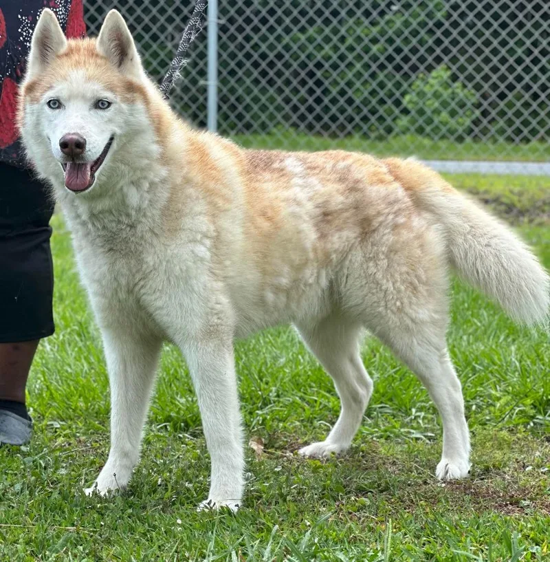 A senior medium-sized male Husky dog named Thor for adoption in Kingsland, GA