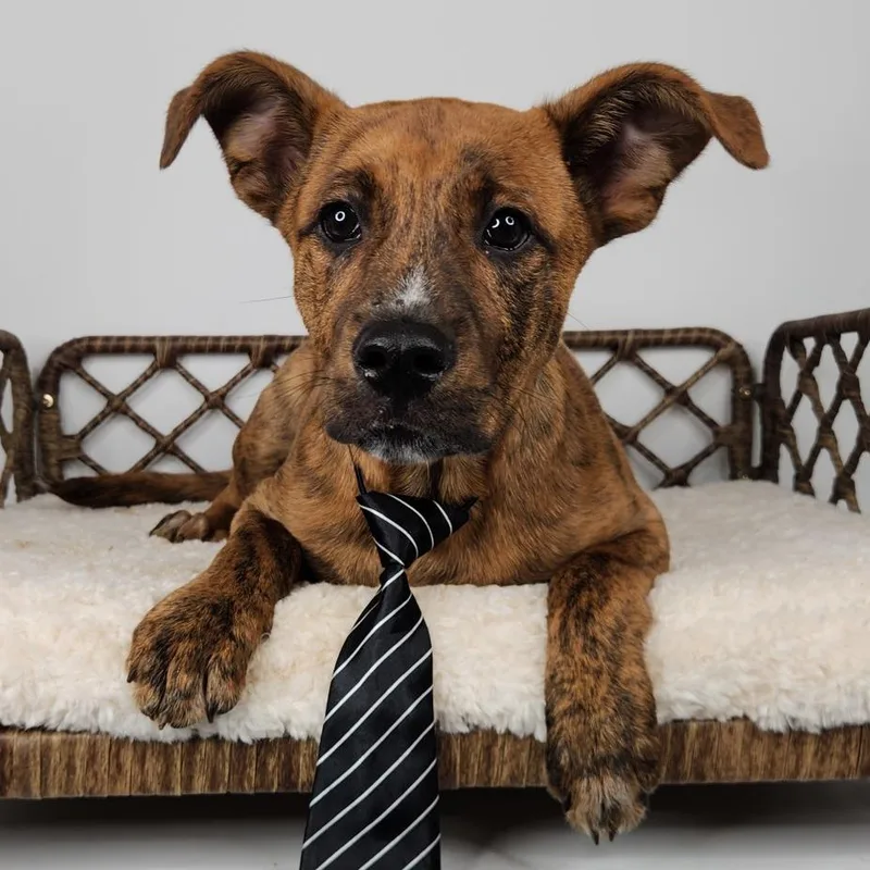 A baby small-sized male Brindle Pit Bull Terrier dog named Oscar for adoption in Fort Wayne, IN