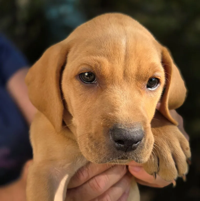 A baby medium-sized male Golden Vizsla dog named Jake Spoon for adoption in Albany, NY