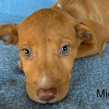A baby medium-sized male Red / Chestnut / Orange Vizsla dog named Mikael for adoption in Lima, OH